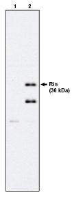 "
Western blot analysis
using Rin antibody (Cat.
No. X1187M) on 293 cells expressing HA-tagged Rit (1) and HA-tagged Rin (2)."